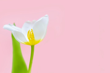 White fresh macro tulips in glass vase isolated on pink background. Womanâ€™s Day, Happy birthday greeting card, flower shop concept. Copy space. Studio shot