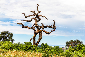 Natureza morta do cerrado mineiro