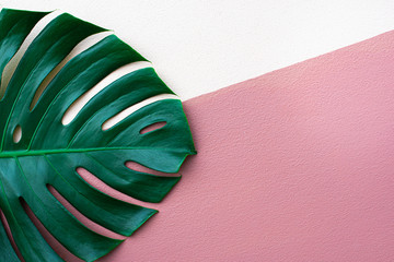 Monstera top view leaf model philodendron isolated on pastel background / copy space - top view © eakarat
