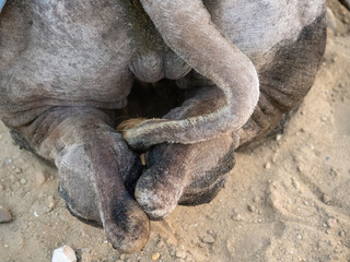 Camel back legs and tail 