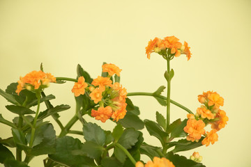 Kalanchoe blossfeldiana in bloom with very beautiful orange color