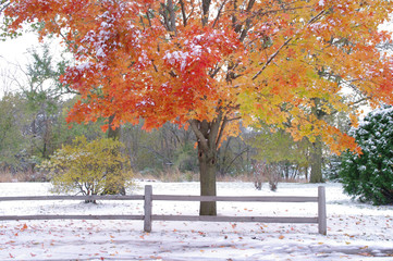 a fence and autumn leaves