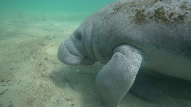 A curious and friendly Manatee (trichechus manatus) approaches the camera and initiates contact with the diver behind it. Citrus County is the only county in Florida where such interaction is legal.