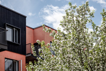 Blooming tree, pink building, and blue sky