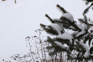 Snow on top of pine branches. Close up on pine branches on winter day.