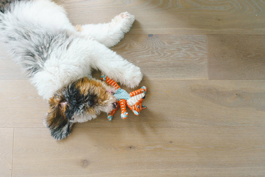 Tired Sheepadoodle puppy sleeping on living room floor