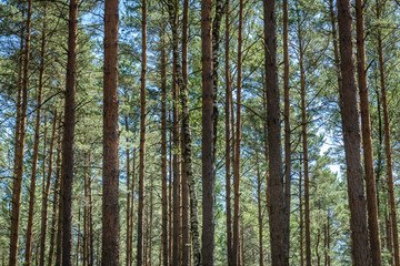 Pine tree woods near Swierczyna village in West Pomeranian Voivodeship of Poland