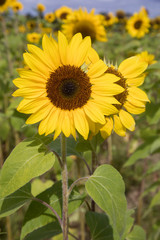 sunflower in a field
