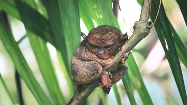 Phillipine Tarsier, Smallest Primates in World, Having One of Biggest Eye-to-Body Proportions. Exotic Mammal Sitting on Forest Branch, Close Up, Slow Motion, Footage Shot in 4K (UHD)