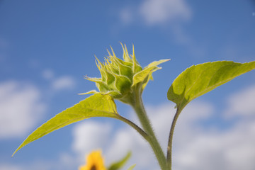 Blooming sunflower against blue sky - Florixa