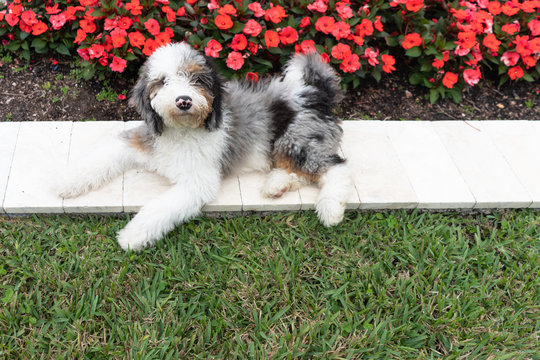 Sheepadoodle pupply lying down in backyard by red flowers on spring day