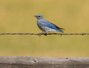 Western Bluebird on Barb Wire Fence