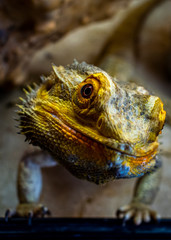 Bearded Dragon looking out of his terrarium, yellow and green coloured beardy lizard, adult male smiling bearded dragon also known as pogona