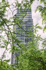 Modern skyscraper seen through green leaves