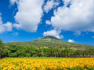 八丈島　八丈富士とフリージア