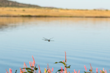 Dragonfly in Flight Over Lake