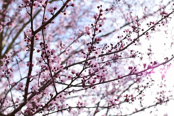 cherry blossom