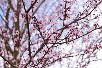 cherry blossoms in spring