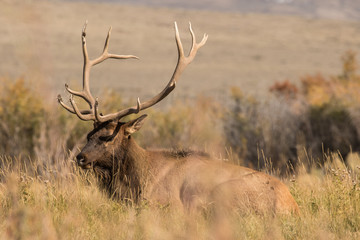 Bedded Bull Elk II