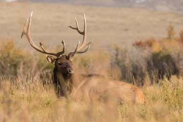 Bedded Bull Elk I