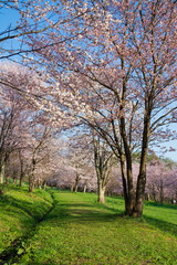 Fototapeta na wymiar サクラが満開の春の公園
