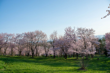 Fototapeta na wymiar サクラが満開の春の公園