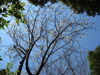 かしの木山自然公園
