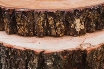 Tree logs background. Wood background. Tree texture. Wood texture. Bark texture.