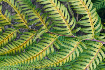 Fern leaves in the forest understory