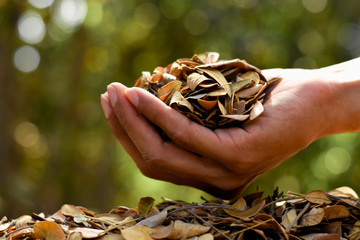 Dry leaves for composting for farming, agricultural concepts.
