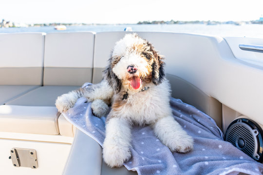 Sheepadoodle puppy lying down on a towel while on a boat