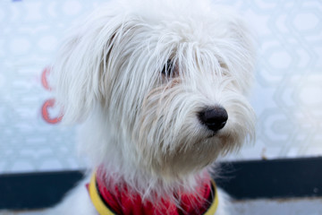 Photo of the head of the Coton de tulear dog. She has a red scarf around her neck. Close up.