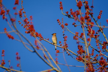 cedar waxwing