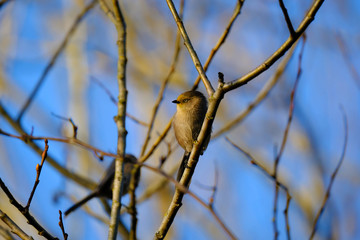 Bushtit