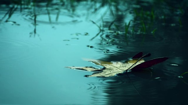 Una hoja flotando en un lago con una lluvia ligera reflejando reflexi&oacute;n y nostalgia.