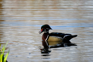 Male wood duck