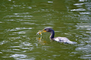 Cormorant with fish