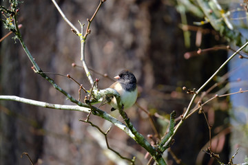 blue tit on branch