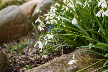 Fresh green field with snowdrop spring flowers 