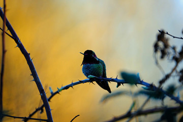 Twilight hummingbird 