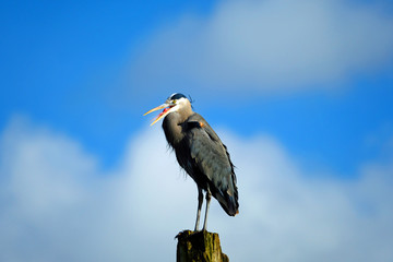 Great blue heron perched