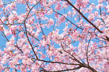 Fototapeta premium 早春の河津桜 