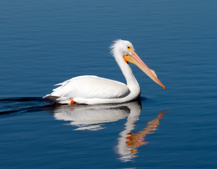 American white pelican closeup at San Joaquin Marsh and Wildlife Sanctuary in California