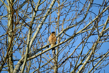 sparrow on a branch