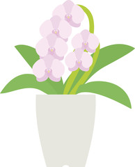 Potted Phalaenopsis orchid on the white background.