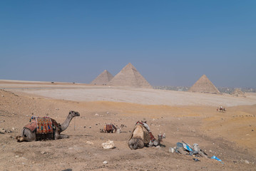 los camellos y las pirámides