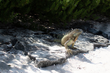 iguana