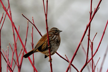 bird on a branch