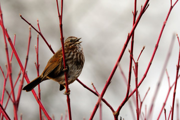 bird on a branch