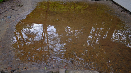 autumn leaves in water